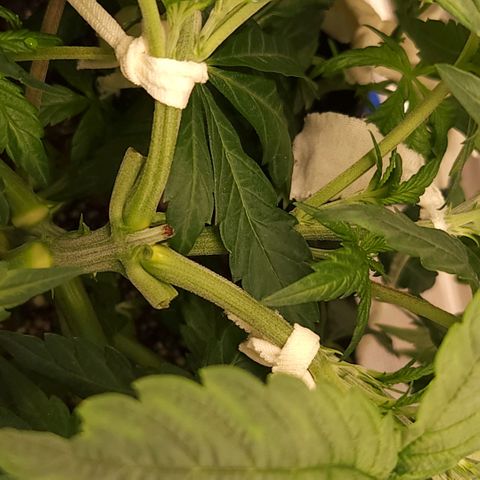 Cici growlog timeline photo