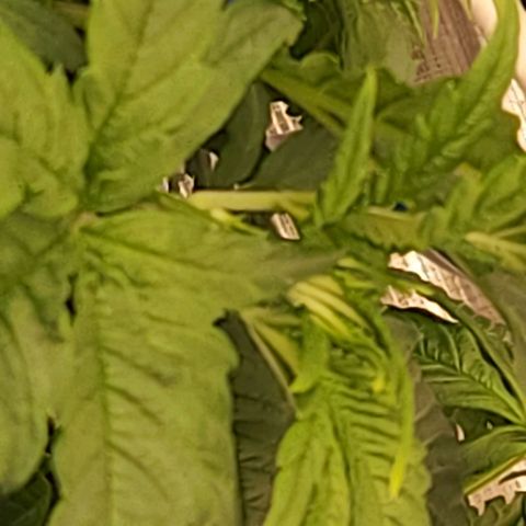Cici growlog timeline photo