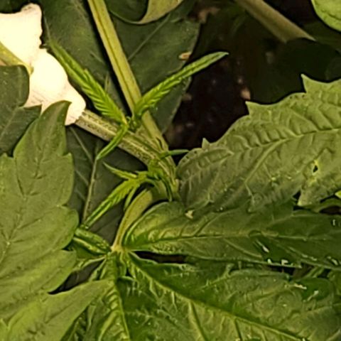 Cici growlog timeline photo
