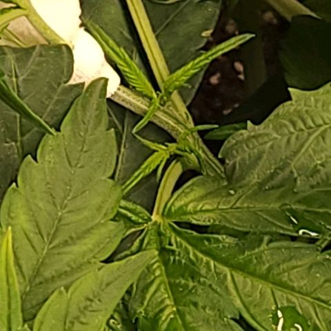 Cici growlog timeline photo