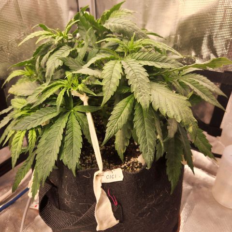 Cici growlog timeline photo