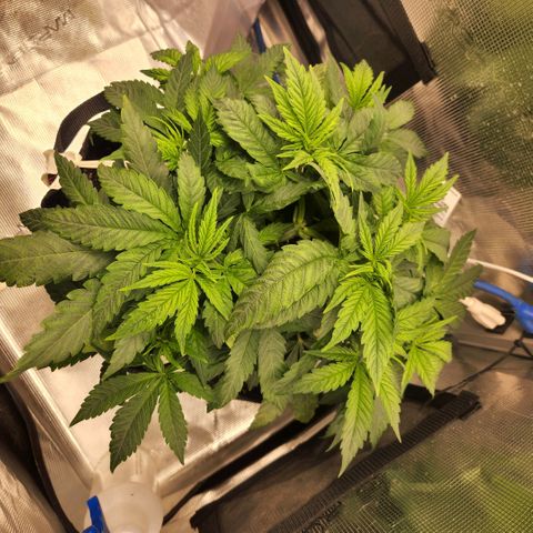 Cici growlog timeline photo