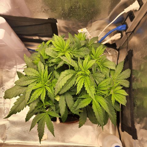 Cici growlog timeline photo