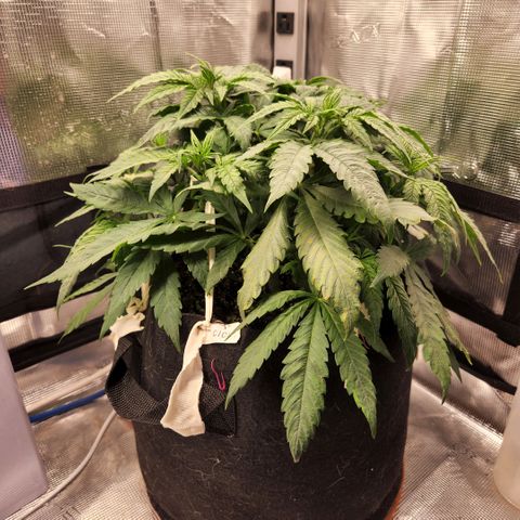 Cici growlog timeline photo
