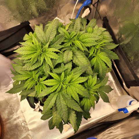 Cici growlog timeline photo