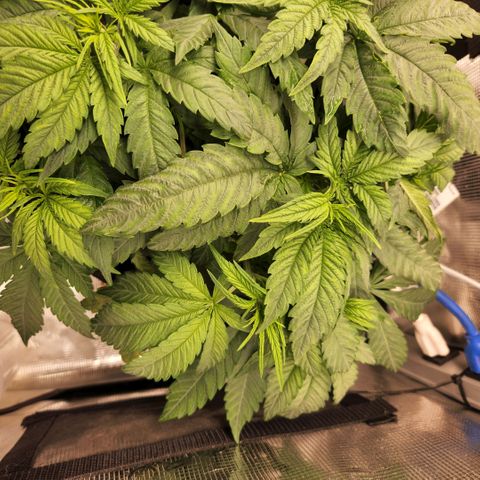Cici growlog timeline photo