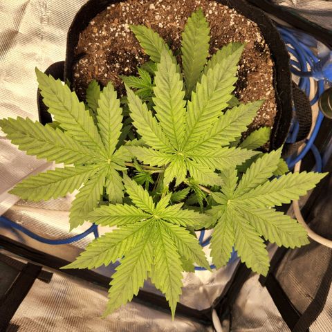 Cici growlog timeline photo