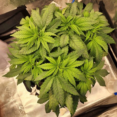 Cici growlog timeline photo