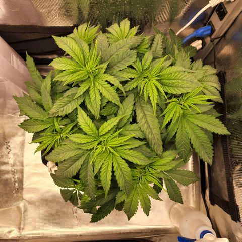Cici growlog timeline photo