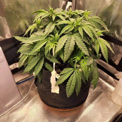 Cici growlog timeline photo