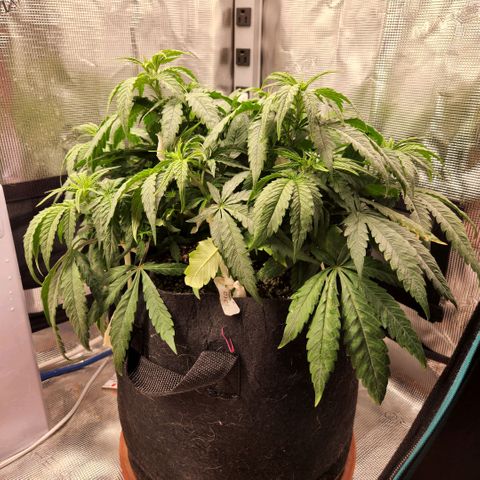 Cici growlog timeline photo