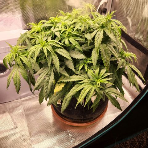 Cici growlog photo: Her leaves are showing issues