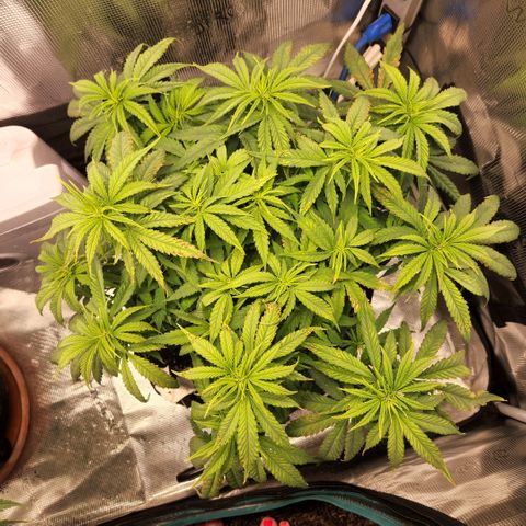 Cici growlog timeline photo
