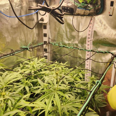 Cici growlog timeline photo