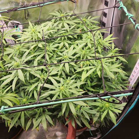 Cici growlog timeline photo
