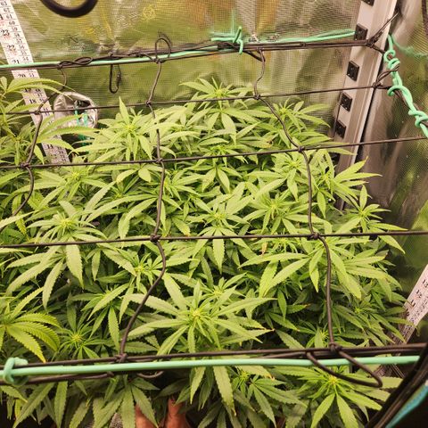 Cici growlog timeline photo