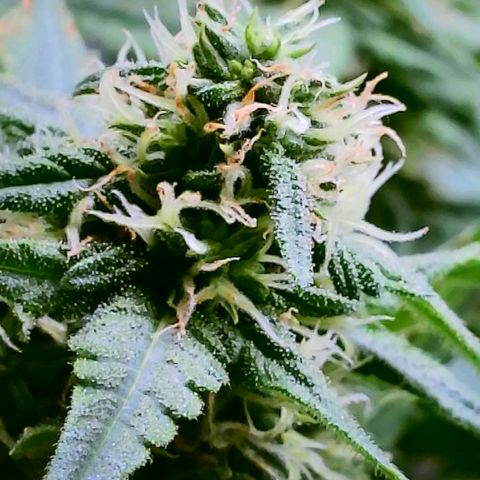 Cici growlog timeline photo