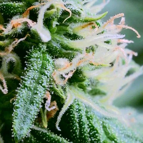 Cici growlog timeline photo