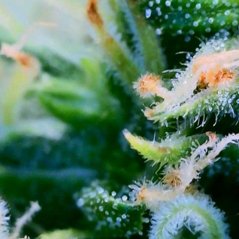 Cici growlog timeline photo