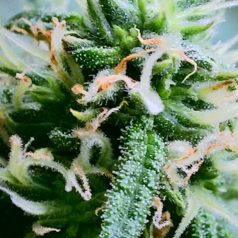 Cici growlog timeline photo