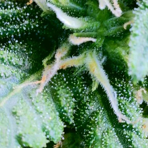 Cici growlog timeline photo