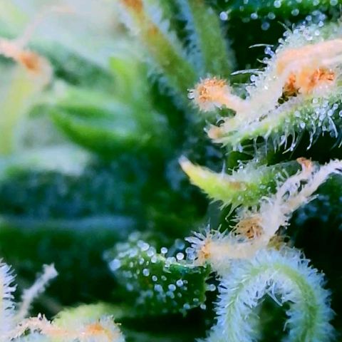 Cici growlog timeline photo
