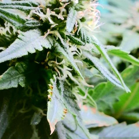 Cici growlog timeline photo