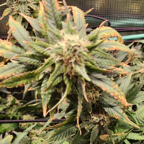 Cici growlog photo: Not sure what to think of her ugly leaves and honestly tired of trying to please her. 