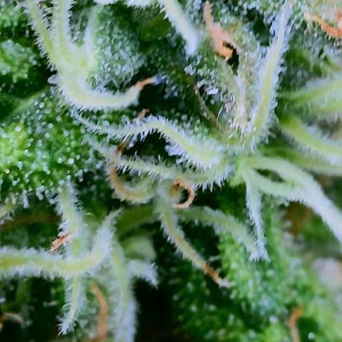 Cici growlog timeline photo