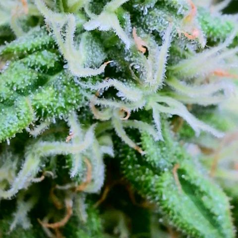 Cici growlog timeline photo