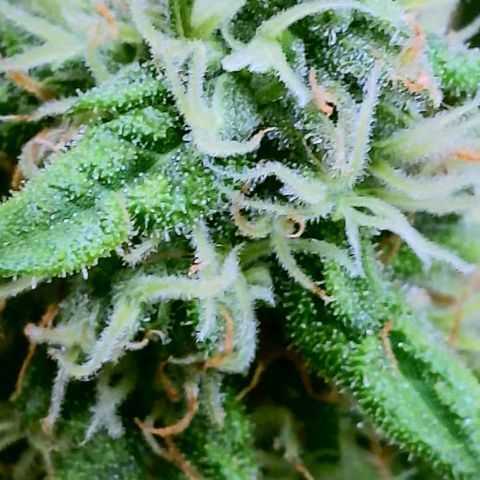 Cici growlog timeline photo