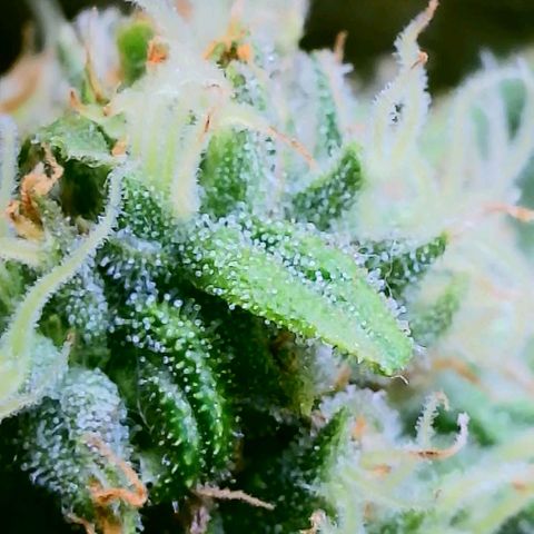 Cici growlog timeline photo