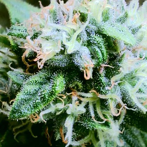 Cici growlog timeline photo