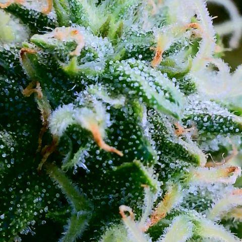 Cici growlog timeline photo