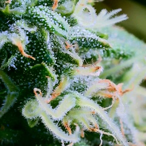 Cici growlog timeline photo