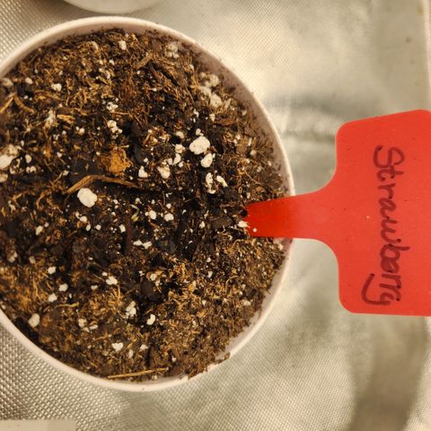 Strawberry Cough growlog timeline photo
