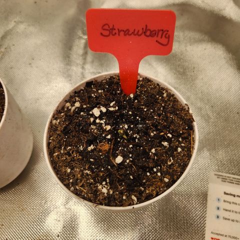 Strawberry Cough growlog timeline photo