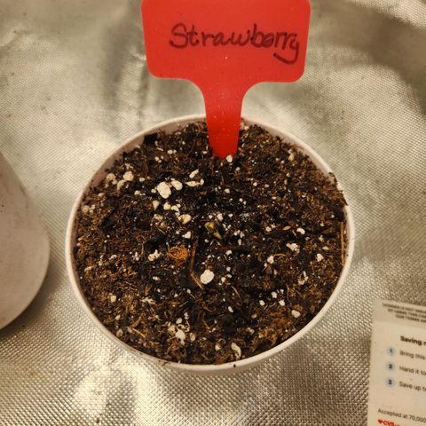 Strawberry Cough growlog timeline photo