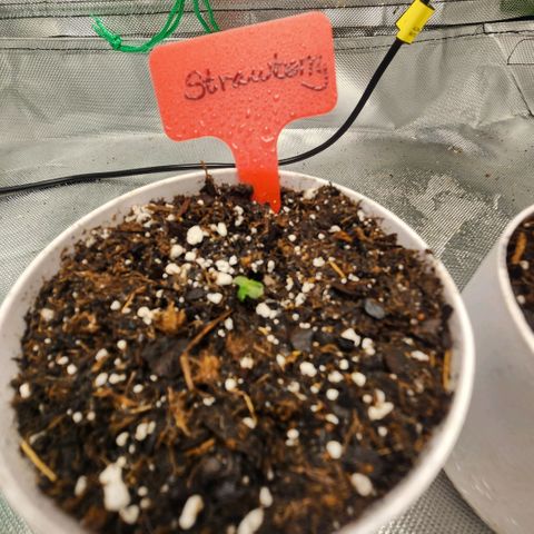 Strawberry Cough growlog timeline photo