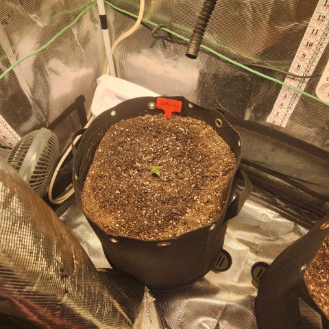 Strawberry Cough growlog timeline photo