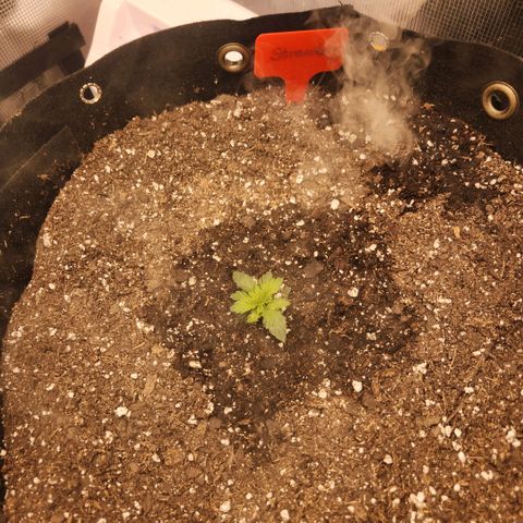 Strawberry Cough growlog timeline photo