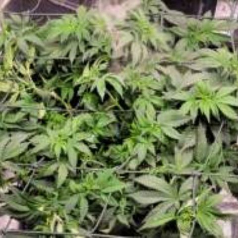 Strawberry Cough growlog timeline photo