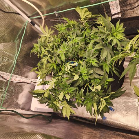 Strawberry Cough growlog timeline photo