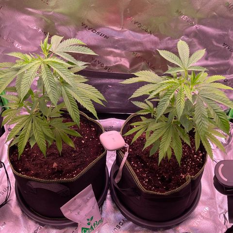 Chokolope growlog timeline photo