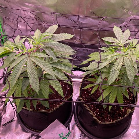 Chokolope growlog timeline photo