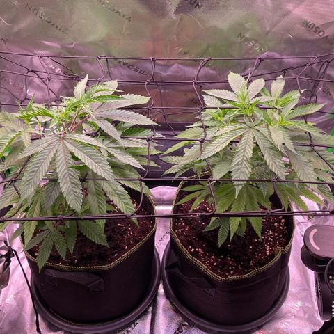 Chokolope growlog timeline photo