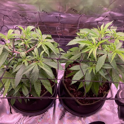 Chokolope growlog timeline photo