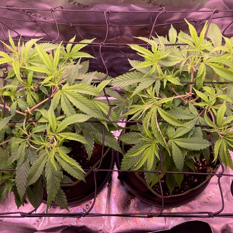 Chokolope growlog timeline photo