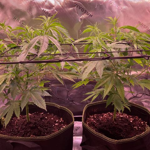 Chokolope growlog timeline photo