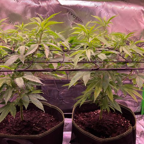 Chokolope growlog timeline photo